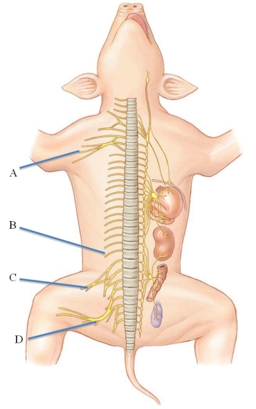 Identify the sciatic nerve in the following figure.   A)  A B)  B C)  C D)  D