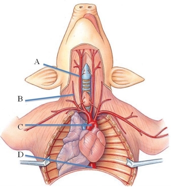 Identify the aortic arch in the following figure.   A)  A B)  B C)  C D)  D