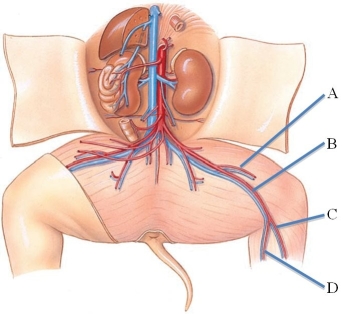 Identify the saphenous vein in the following figure.   A)  A B)  B C)  C D)  D
