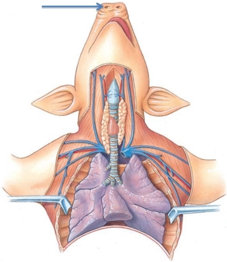 Identify the structure at the tip of the arrow in the following figure.   A)  internal nares B)  external nares C)  epiglottis D)  nasopharynx