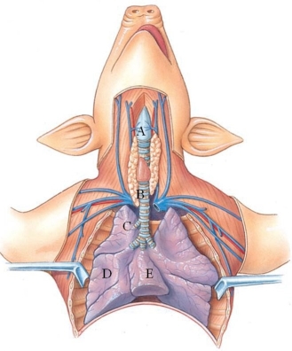 Identify the trachea in the following figure.   A)  A B)  B C)  C D)  D E)  E