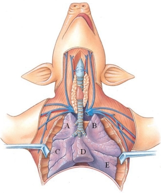 Identify the caudal lobe of the left lung in the following figure.   A)  A B)  B C)  C D)  D E)  E