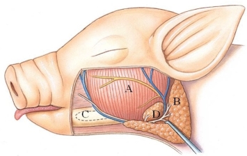 Identify the parotid gland in the following figure.   A)  A B)  B C)  C D)  D