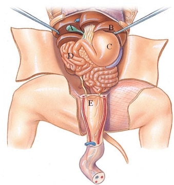 Identify the small intestine in the following figure.   A)  A B)  B C)  C D)  D E)  E