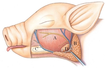 Identify the submaxillary gland in the following figure.   A)  A B)  B C)  C D)  D
