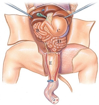Identify the large intestine in the following figure.   A)  A B)  B C)  C D)  D E)  E