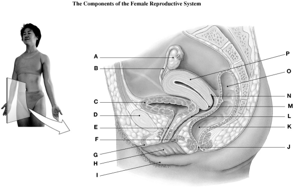   Using the figure above, identify the labeled part. -Label C: ________