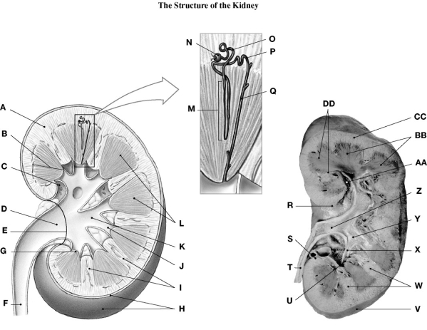   Using the figure above, identify the labeled part. -Label A: ________