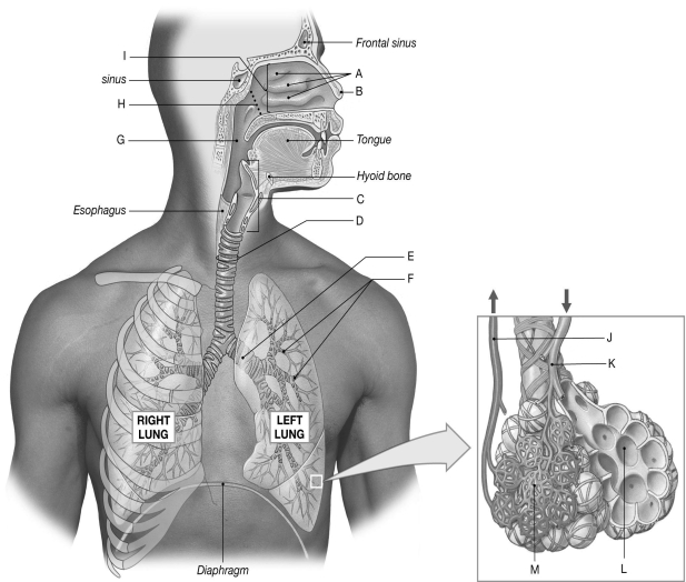   Using the figure above, identify the labeled part. -Label J: ________