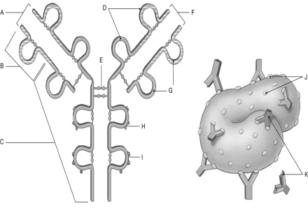   Using the figure above, identify the labeled part. -Label I: ________