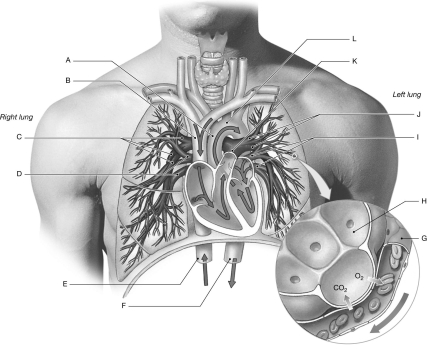   Using the figure above, identify the labeled part. -Label D: ________