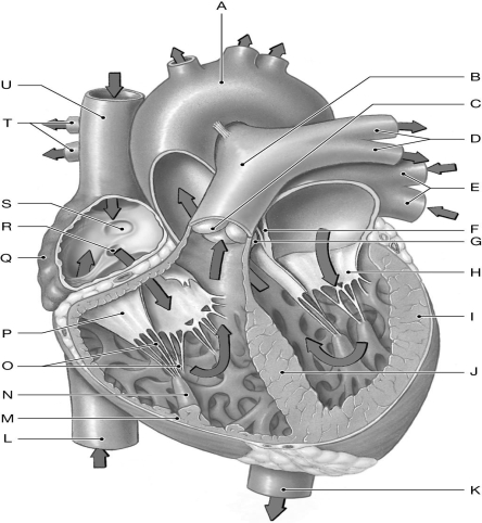   Using the figure above, identify the labeled part. -Label G: ________