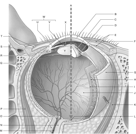   Using the figure above, identify the labeled part. -Label J: ________