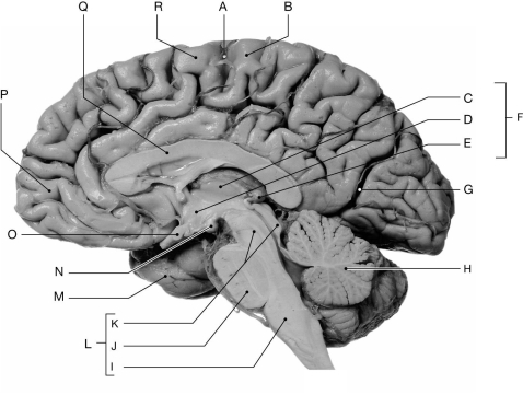   Using the figure above, identify the labeled part. -Label J: ________