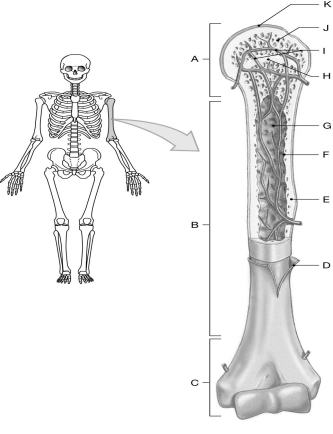   Using the figure above, identify the labeled part. -Label A: ________