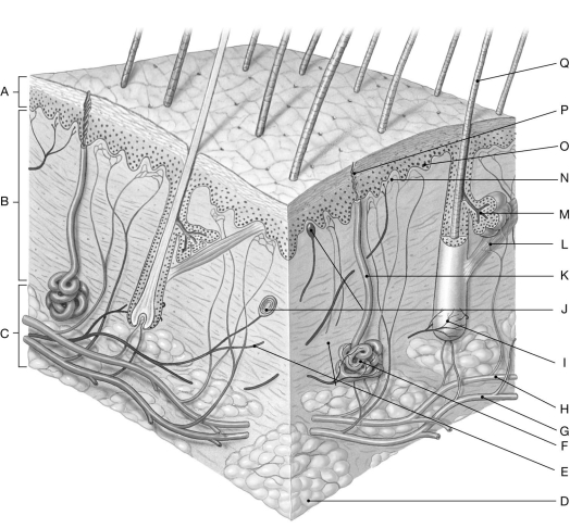   Using the figure above, identify the labeled part. -Label F: ________