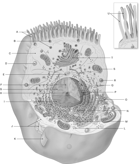   Using the figure above, identify the labeled part. -Label F: ________