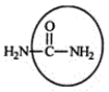 Urea carries waste nitrogen from the body in urine. Identify the functional group circled.   A) Aldehyde B) Alcohol C) Carboxyl D) Amine E) Amide