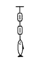 General questions: A fish weighing 16 N is weighed using two spring scales, each of negligible weight, as shown in the figure. What will be the readings of the scales?   A)  The bottom scale will read 16 N, and the top scale will read zero. B)  Each scale will read 16 N. C)  The top scale will read 16 N, and the bottom scale will read zero. D)  The scales will have different readings, but the sum of the two readings will be 16 N. E)  Each scale will read 8 N.