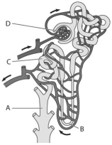 Identify the area in the nephron below where solutes such as glucose are reabsorbed.  