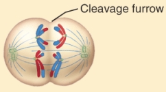 The image below represents a stage of meiosis I. Identify the stage.   A)  metaphase B)  prophase C)  interphase D)  anaphase E)  telophase