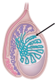 The image below represents one of the male reproductive organs. Identify the structure indicated by the arrow.   A)  vas deferens B)  epididymis C)  seminiferous tubule D)  rete testis E)  connective tissue
