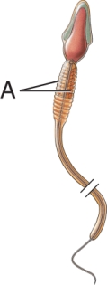 In this image of the sperm, label A points to the   A)  mitochondria B)  acrosomes C)  nuclei D)  Golgi bodies E)  lysosomes