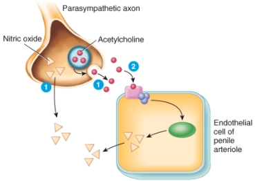 Using the image as a reference, identify the function of acetylcholine in penile erection.   A)  It helps to convert guanosine triphosphate (GTP)  to cyclic guanosine monophosphate (cGMP) . B)  It triggers the release of nitric oxide from the parasympathetic axons. C)  It binds to and activates cyclic guanosine monophosphate (cGMP)  phosphodiesterase. D)  It binds to and activates the enzyme guanylyl cyclase. E)  It activates the enzyme nitric oxide synthase to increase nitric oxide production.