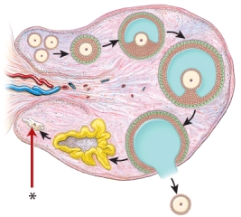 This image is a cross-sectional view of the ovary. When is the indicated structure formed?   A)  during the early stages of oogenesis B)  when the oocyte is not released into the pelvic cavity C)  when the released oocyte fails to undergo fertilization D)  during ovulation E)  when the oocyte does not undergo mitotic division