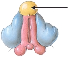 During the eighth week of embryonic development, if the presence of dihydrotestosterone is high, the structure indicated by the arrow will develop into the   A)  shaft of penis B)  labia majora C)  scrotum D)  glans penis E)  vestibule