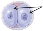 The image below shows the two-cell stage of cleavage of a zygote. Identify the name of the structures indicated by the arrows.   A)  glastulae B)  blastocysts C)  trophoblasts D)  morulae E)  blastomeres