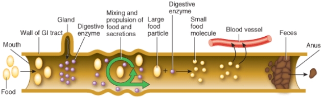 <strong>Identify the digestive process indicated by the green arrow in the image below. </strong> A) ingestion B) absorption C) digestion D) motility E) secretion
