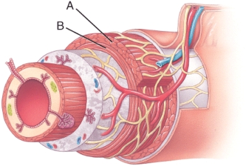 What is a function of the parts labeled A and B in the image below?   A)  They help propel food along the gastrointestinal tract. B)  They secrete enzymes into the lumen of the gastrointestinal tract that digest ingested food substances. C)  They secrete hormones into the bloodstream. D)  They facilitate the transfer of absorbed nutrients to the blood. E)  They hold the digestive system in place.
