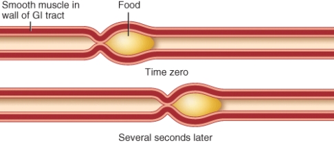 Identify the process depicted in the image.   A)  peristalsis B)  segmentation C)  inspiration D)  expiration E)  distension