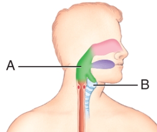 Identify the function of the epiglottis in coordination with organs A and B in the image.   v A)  It hinders the passage of air from B to A. B)  Its movements help create air turbulence in A and B. C)  It prevents blood circulation between A and B. D)  It prevents the passage of food from A to B. E)  Its movements facilitate the humidification of air in A and B.