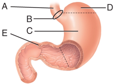 <strong>Identify the labeled regions of the stomach where gastric emptying occurs? </strong> A) A B) B C) C D) D E) E