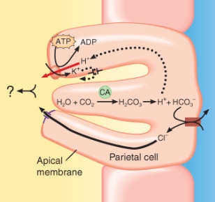 Parietal cells generate a product that aids in digestion. Identify the name of the product that should replace the area with the question mark on the figure below.   A)  carbonic acid B)  hypochlorous acid C)  hydrochloric acid D)  lactic acid E)  ribonucleic acid