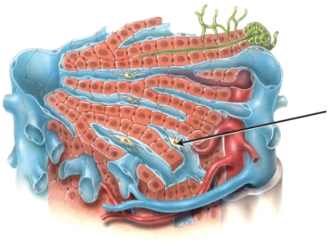 <strong>The image details the parts of a liver lobule. Identify one of the functions of the cell indicated by the arrow. </strong> A) destroying foreign particles in the venous blood from the gastrointestinal tract B) providing surface area for exchange of gases and substances between blood and liver cells C) collecting bile produced by the specialized epithelial cells of the liver lobule D) producing enzymes that activate other inactive precursors E) regulating the bile content in the small intestine