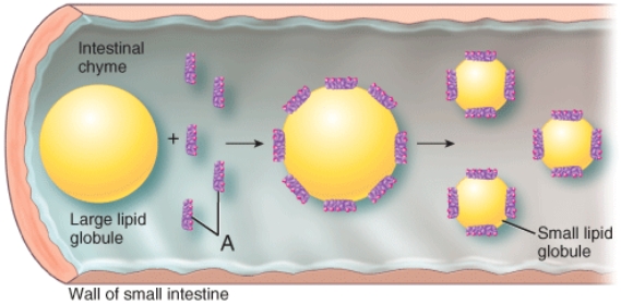 Identify the structures labeled as A in the image.   A)  Kupffer cells B)  bile salts C)  beta globulins D)  parietal cells E)  glycogen