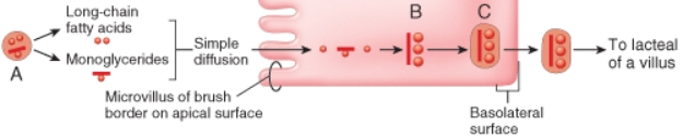 Which of the following mechanisms describes the way in which the structure labeled C leaves the absorptive cell?   A)  simple diffusion B)  exocytosis C)  secondary active transport D)  exosmosis E)  facilitated diffusion v