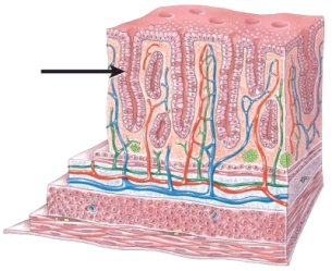 The image below is a cross-sectional view of the wall of the large intestine. Identify the cell type likely to be found in the indicated structure.   A)  acini B)  tenia coli C)  goblet cells D)  paneth cells E)  enteroendocrine cells