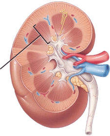 Identify the part indicated in the image.   A)  renal pelvis B)  renal cortex C)  renal medulla D)  renal pyramid E)  renal corpuscle
