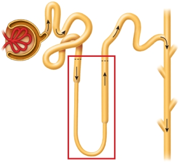 The image below depicts the nephron and the collecting duct. Identify the portion outlined in red.   A)  efferent arteriole B)  Bowman's corpuscle C)  loop of Henle D)  proximal tubule E)  distal tubule