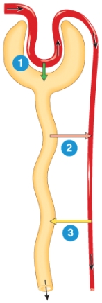The image below depicts the three basic functions of a nephron. Identify the process that occurs in the section labeled 2.   A)  tubular secretion B)  glomerular reabsorptionv C)  glomerular filtration D)  tubular reabsorption E)  concurrent multiplication