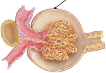 Identify the part indicated in the image below.   A)  visceral layer of the Bowman's capsule B)  parietal layer of the Bowman's capsule C)  mesangial cell D)  macula densa E)  juxtaglomerular cell
