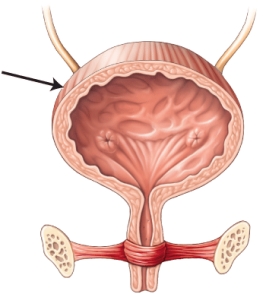 Identify the component of the urinary system that is indicated by the arrow.   A)  ureters B)  urethra C)  urinary bladder D)  urethral openings E)  urethral orifice