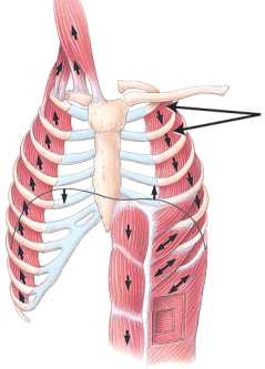 Identify the group of muscles indicated on the image by the double arrows.   A)  deltoideus muscles B)  scalene muscles C)  intercostal muscles D)  rectus abdominis E)  gluteus maximus