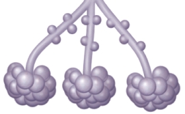 The collapse of the air sacs shown in this image will have which of the following consequences?   A)  the mucus layer will disintegrate B)  lung ventilation will increase C)  ciliary movement will be impaired D)  gas exchange will be impaired E)  expiration of oxygen<sub> </sub>will<sub> </sub>occur