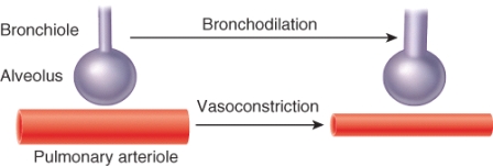 The process depicted by this image occurs as a result of which of the following scenarios?   A)  atmospheric pressure matches alveolar pressure B)  intrapleural pressure exceeds atmospheric pressure C)  perfusion matches ventilation D)  perfusion exceeds ventilation E)  ventilation exceeds perfusion