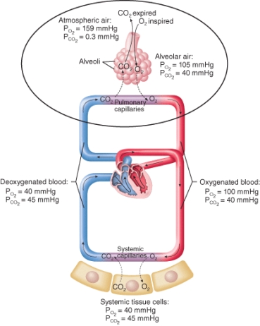 Identify the process indicated by the circle in the figure below.   A)  anaerobic respiration B)  pulmonary gas exchange C)  systemic gas exchange D)  cellular respiration E)  blood deoxygenation